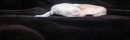 Chihuahua dogs for sale: Lisa Marie LC Apple Head  - Ad 5