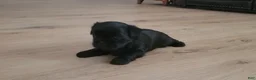 Shih Tzu dogs for sale: Onyx - Ad 4
