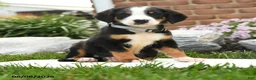Greater Swiss Mountain Dog dogs for sale: Pilot - Ad 1