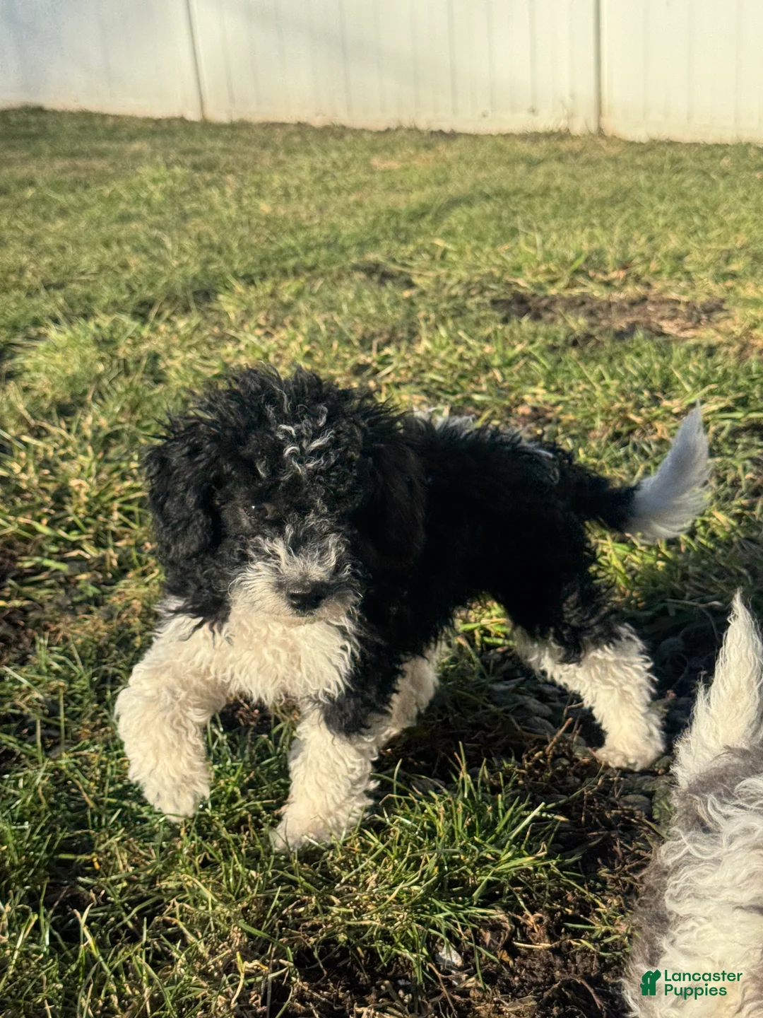 Miniature Poodle dogs for sale: Theo - Ad 2