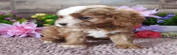 Cavapoo dogs for sale: #1 Male (Linda's) - Ad 4