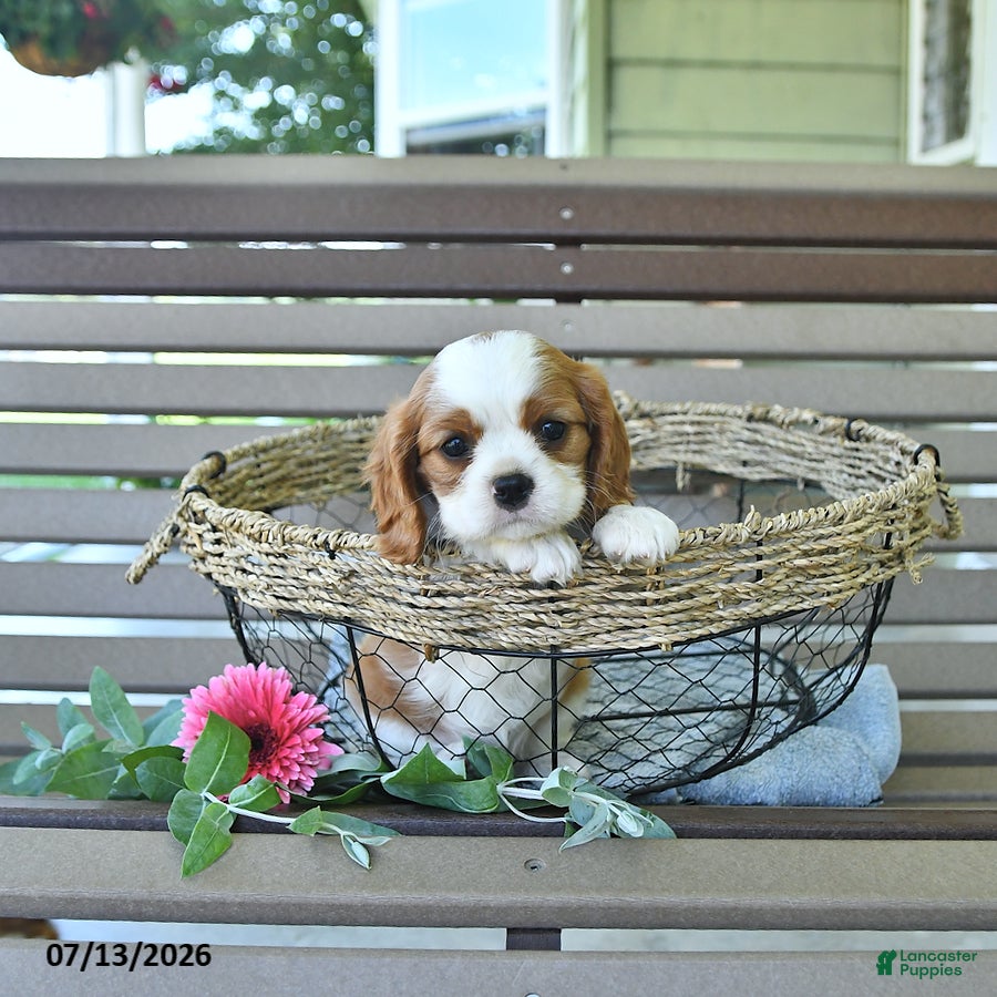 Cavalier King Charles Spaniel dogs Braden - Ad 1