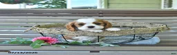 Cavalier King Charles Spaniel dogs for sale: Braden - Ad 3