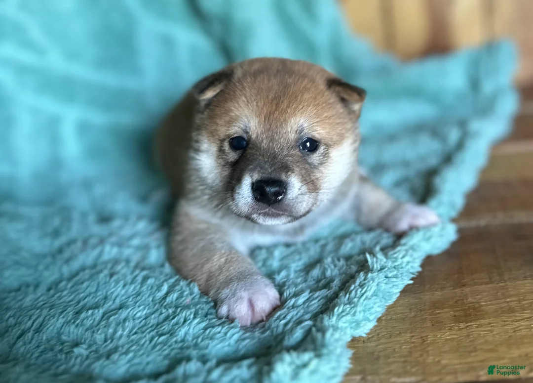 Shiba Inu dogs for sale: Shiba Inu Puppy 6 - Ad 1