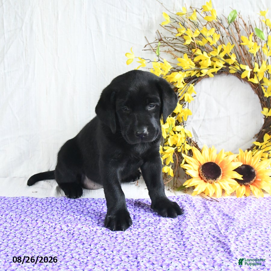 Labrador Retriever dogs Koko - Ad 2