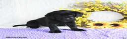 Labrador Retriever dogs for sale: Koko - Ad 2