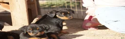 Rottweiler dogs for sale: Rottweiler F3 - Ad 22
