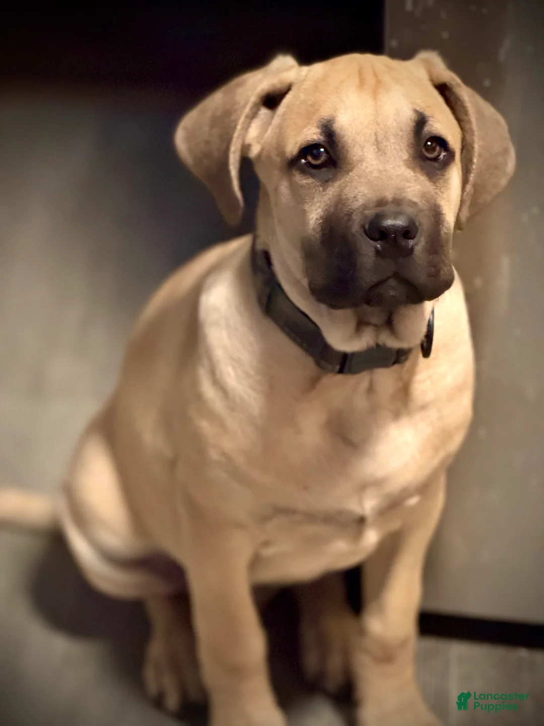 Cane Corso dogs for sale: Cane Corso Puppy 1 - Ad 1