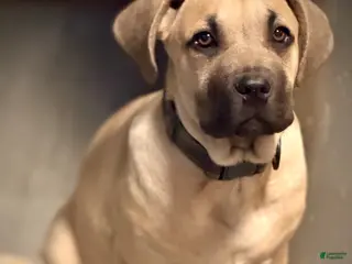 Cane Corso dogs Cane Corso Puppy 1 - Ad 40