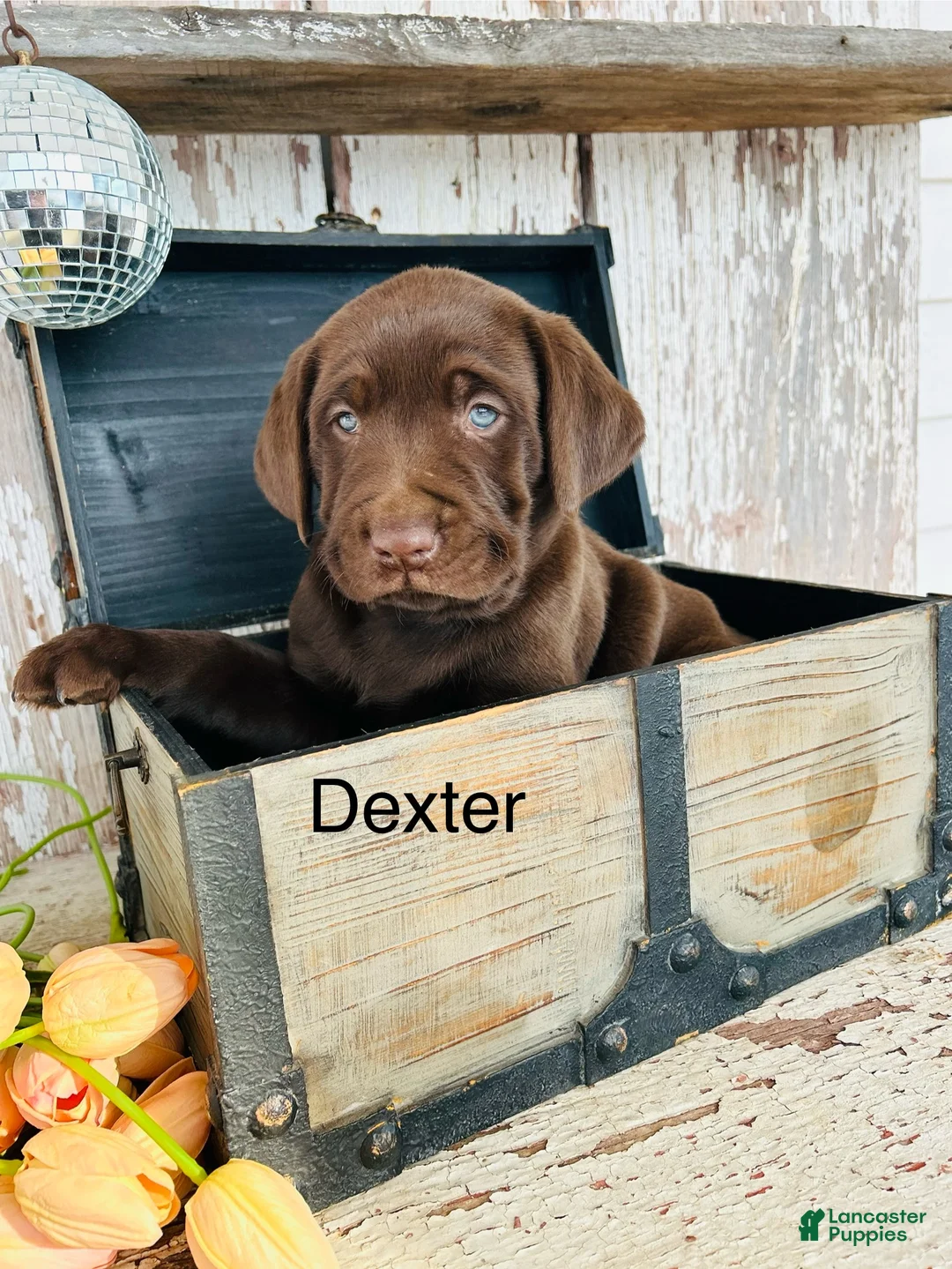 Labrador Retriever dogs for sale: Dexter - Ad 2