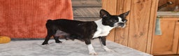 Boston Terrier dogs for sale: Flicka - Ad 11