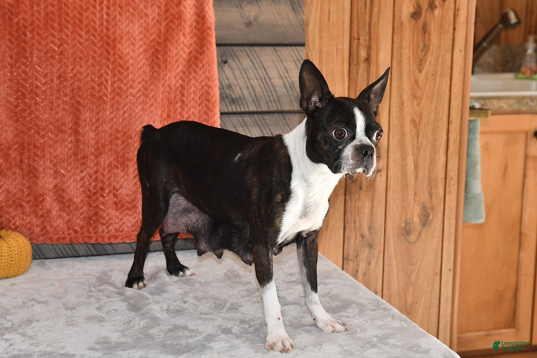 Boston Terrier dogs for sale: Flicka - Ad 11