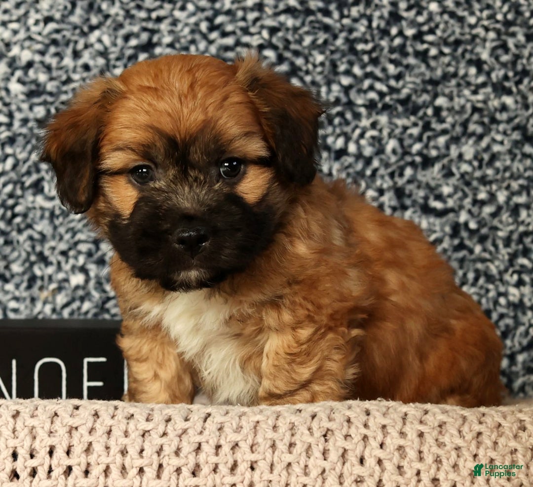 Mixed Breed dogs for sale: Jax - Ad 7