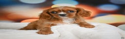 Cavalier King Charles Spaniel dogs for sale: Candy - Ad 3