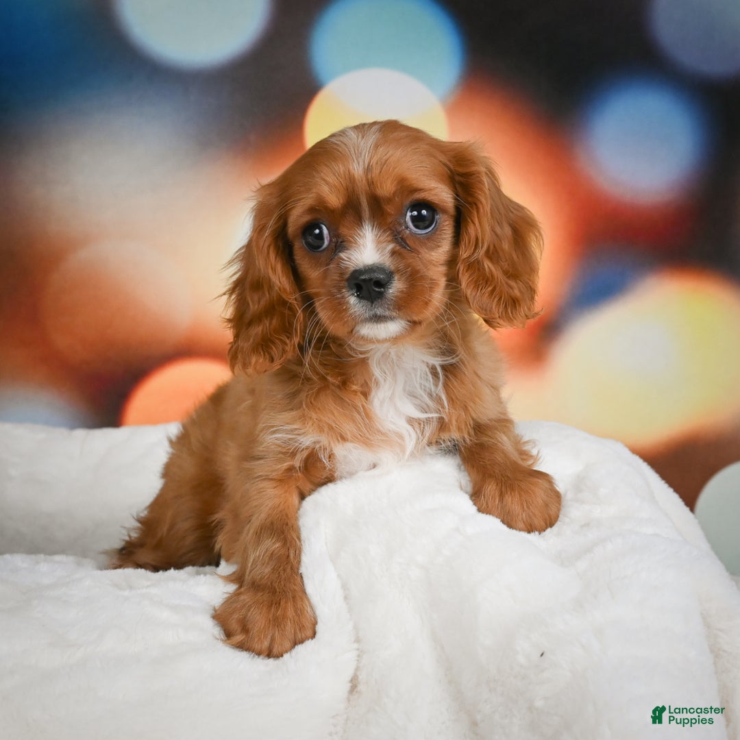 Cavalier King Charles Spaniel dogs for sale: Candy - Ad 3