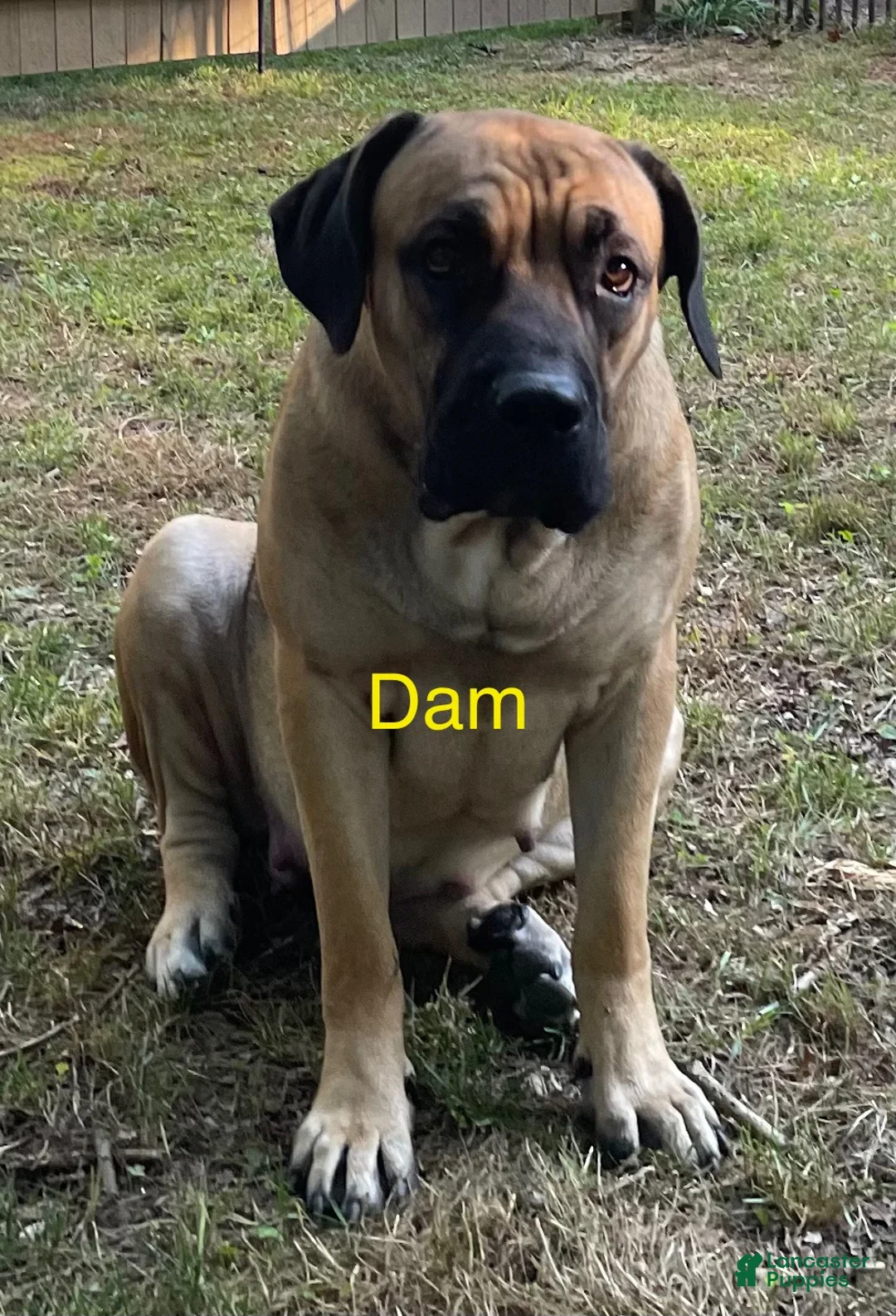 Cane Corso dogs for sale: Cane Corso F Puppy Pink Collar  - Ad 4