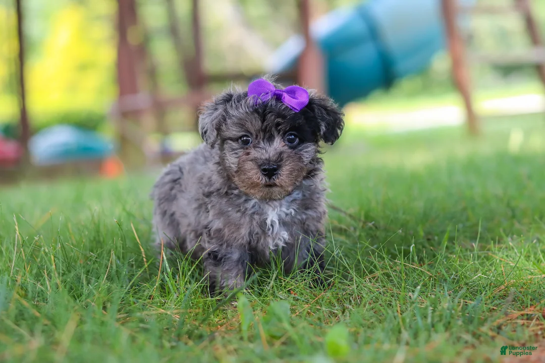 Yorkiepoo dogs for sale: Stella - Ad 5