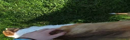 Collie dogs for sale: Tinkerbell - Ad 5
