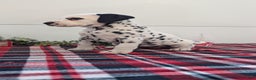 Dalmatian dogs for sale: Sadie - Ad 2