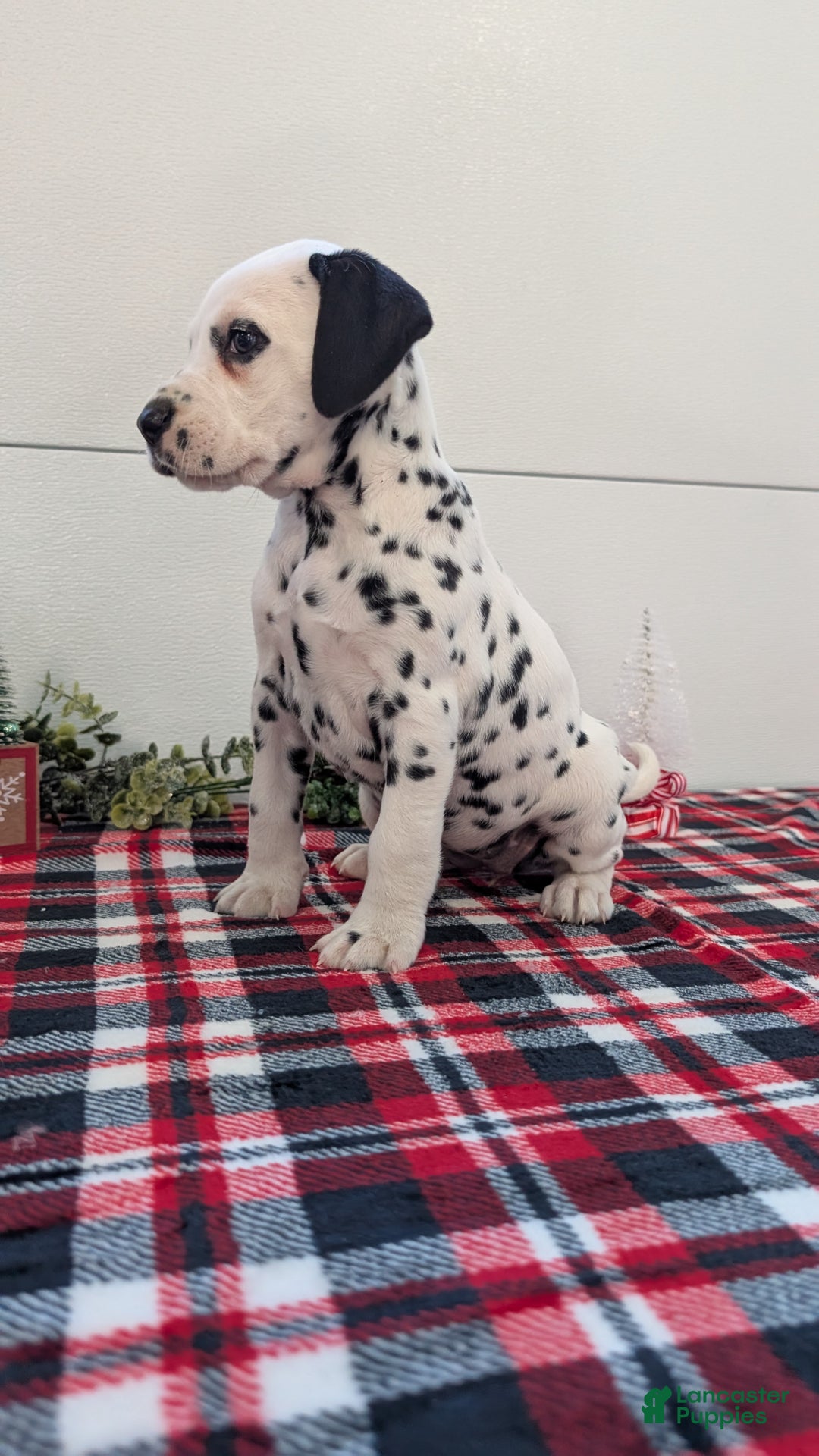 Dalmatian dogs for sale: Sadie - Ad 2