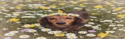 Miniature Dachshund dogs for sale: Cedric - Ad 2