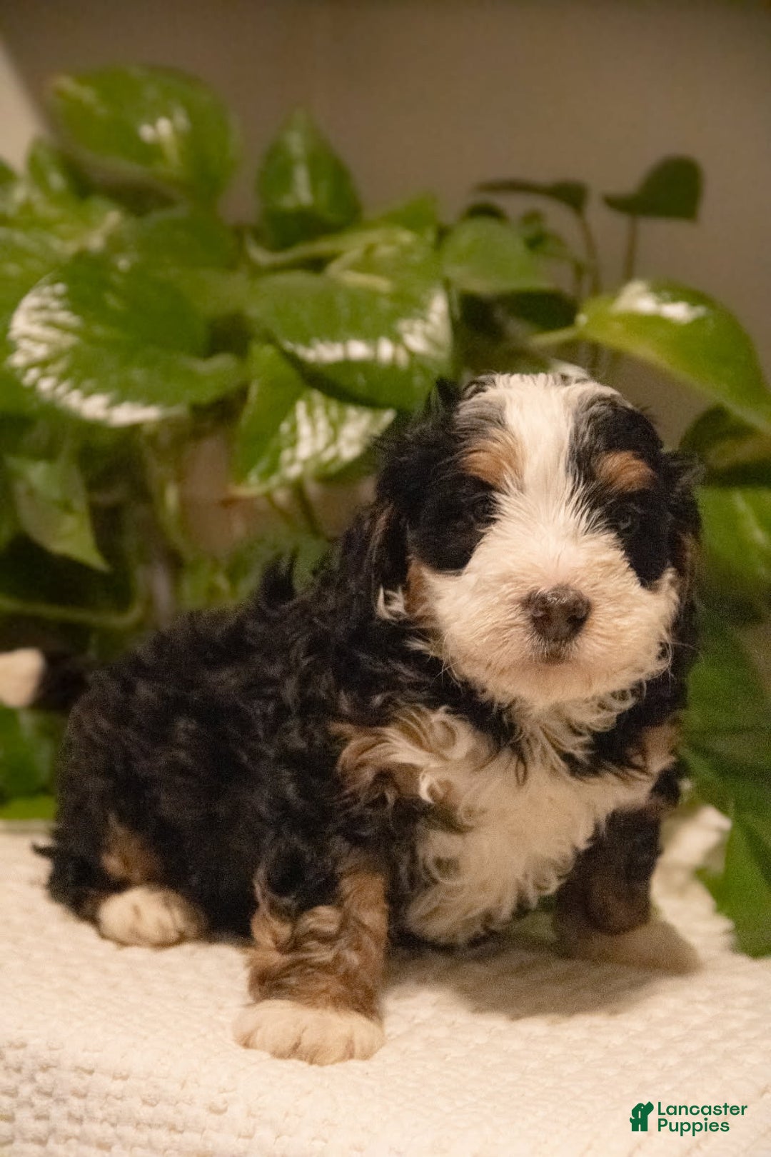 Mini Bernedoodle dogs for sale: Traeger - Ad 3