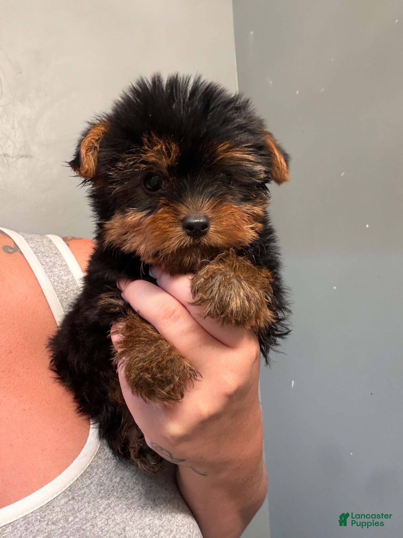 Yorkshire Terrier dogs Cash - Ad 2