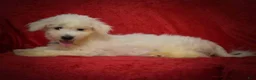 Maltese dogs for sale: Bryson 🐾 - Ad 13