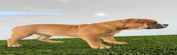 Olde English Bulldogge dogs for sale: Nicole - Ad 4