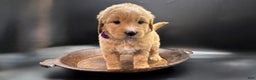 Mini Goldendoodle dogs for sale: Maggie F One - Ad 2