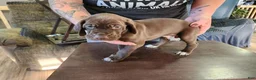 German Shorthaired Pointer dogs for sale: German Shorthaired Pointer 3 - Ad 3