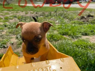 Mixed Breed dogs Mixed Breed Puppy 2 - Ad 27