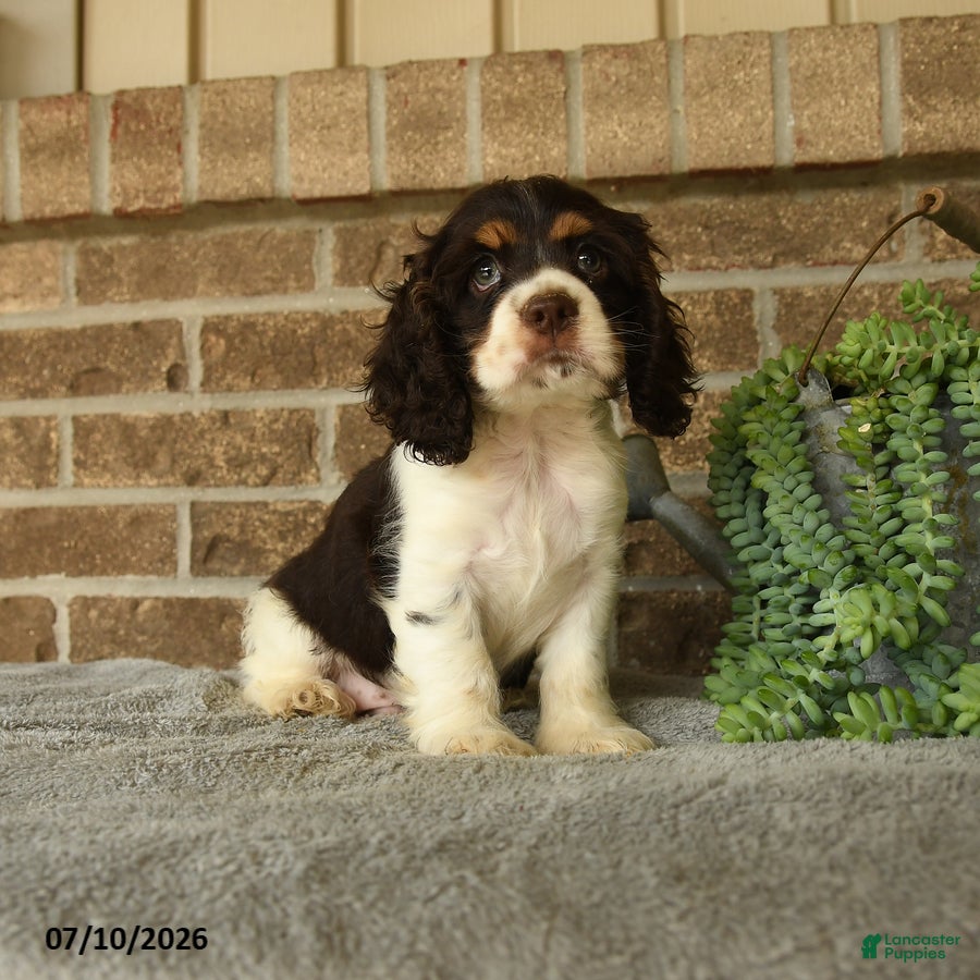 English Cocker Spaniel dogs Jake - Ad 1