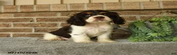 English Cocker Spaniel dogs for sale: Jake - Ad 1