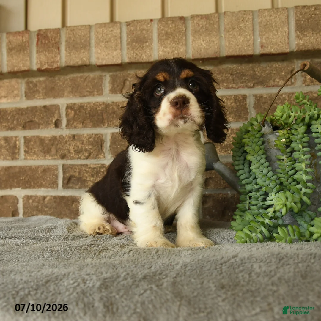 English Cocker Spaniel dogs for sale: Jake - Ad 1