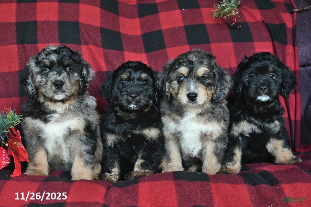 Mini Bernedoodle dogs for sale: Holly  - Ad 5