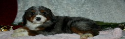 Bernedoodle dogs for sale: Jenny - Ad 4