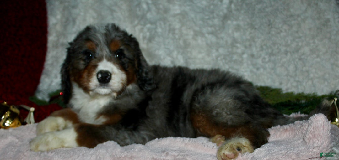 Bernedoodle dogs for sale: Jenny - Ad 4