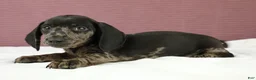 Miniature Dachshund dogs for sale: Gray 🩶 - Ad 3