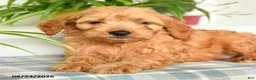 Mini Goldendoodle dogs for sale: Trevor - Ad 4