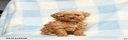 Toy Poodle dogs for sale: Stephanie - Ad 1
