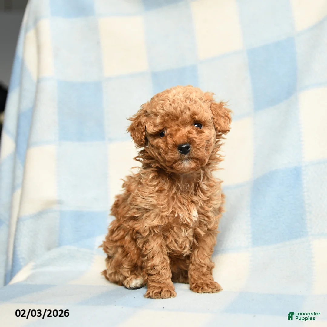 Toy Poodle dogs for sale: Stephanie - Ad 1