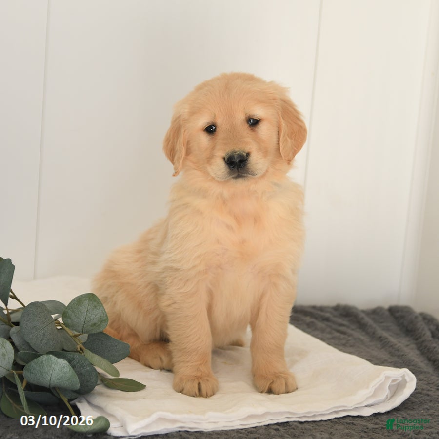 Golden Retriever dogs Mason - Ad 1