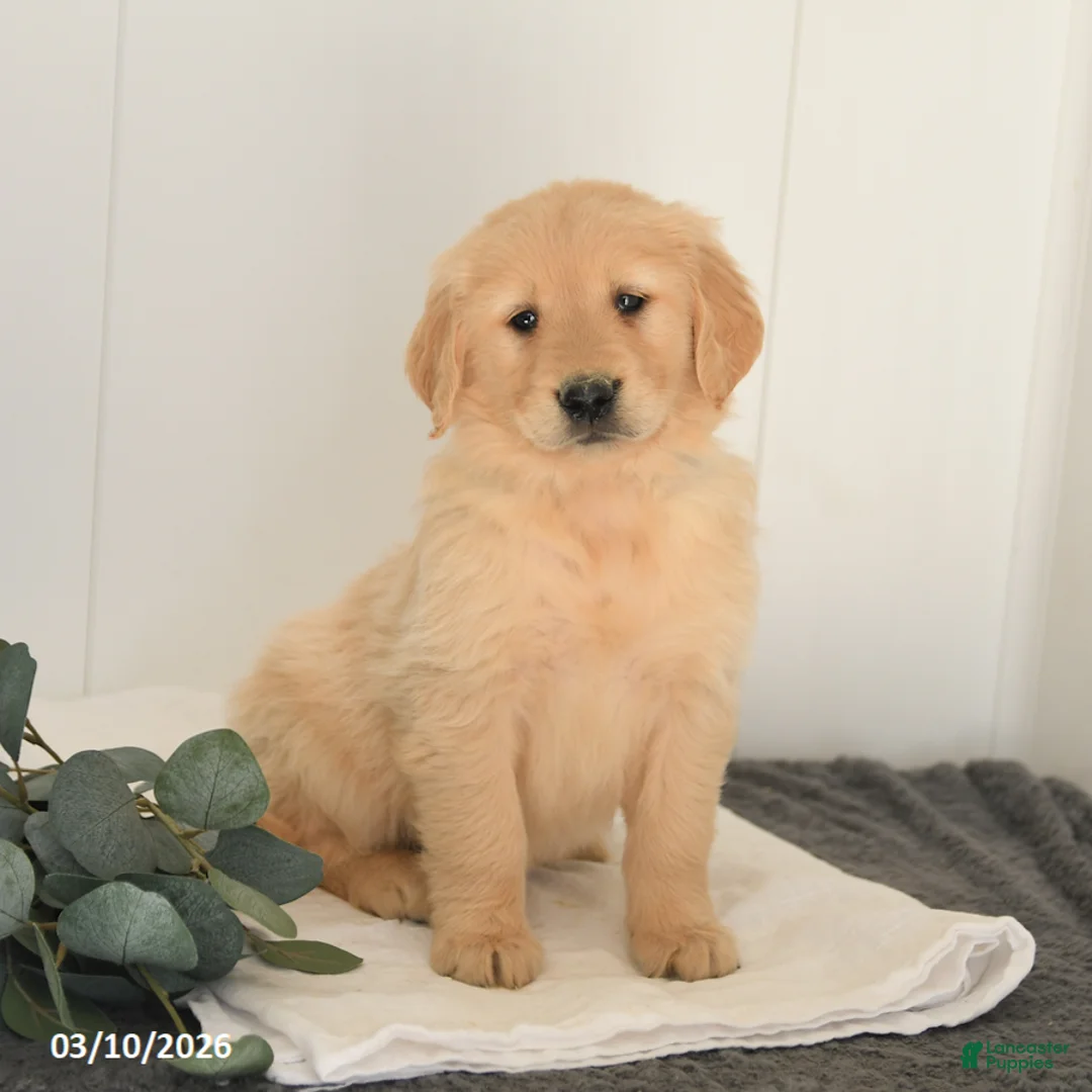 Golden Retriever dogs for sale: Mason - Ad 1