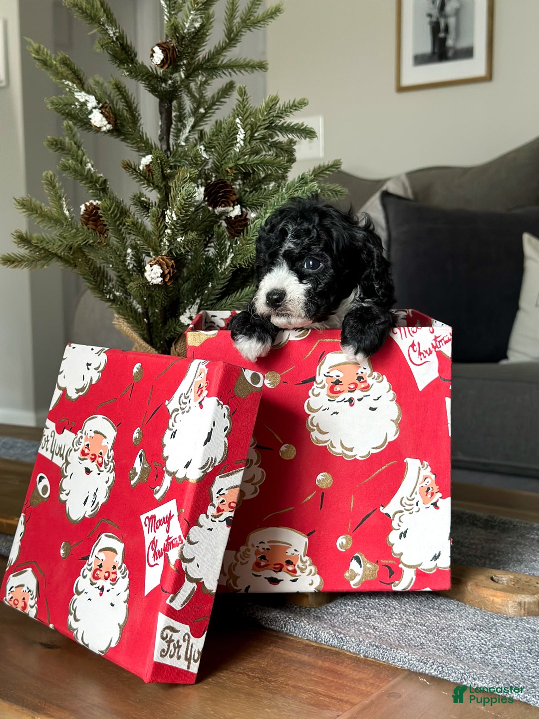 Cavachon dogs for sale: Bullseye - Ad 5