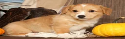 Welsh Corgi Pembroke dogs for sale: Tracy - Ad 5
