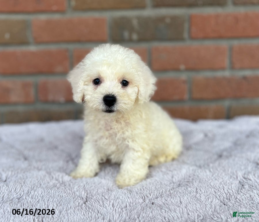 Bichon Frise dogs Toby - Ad 1