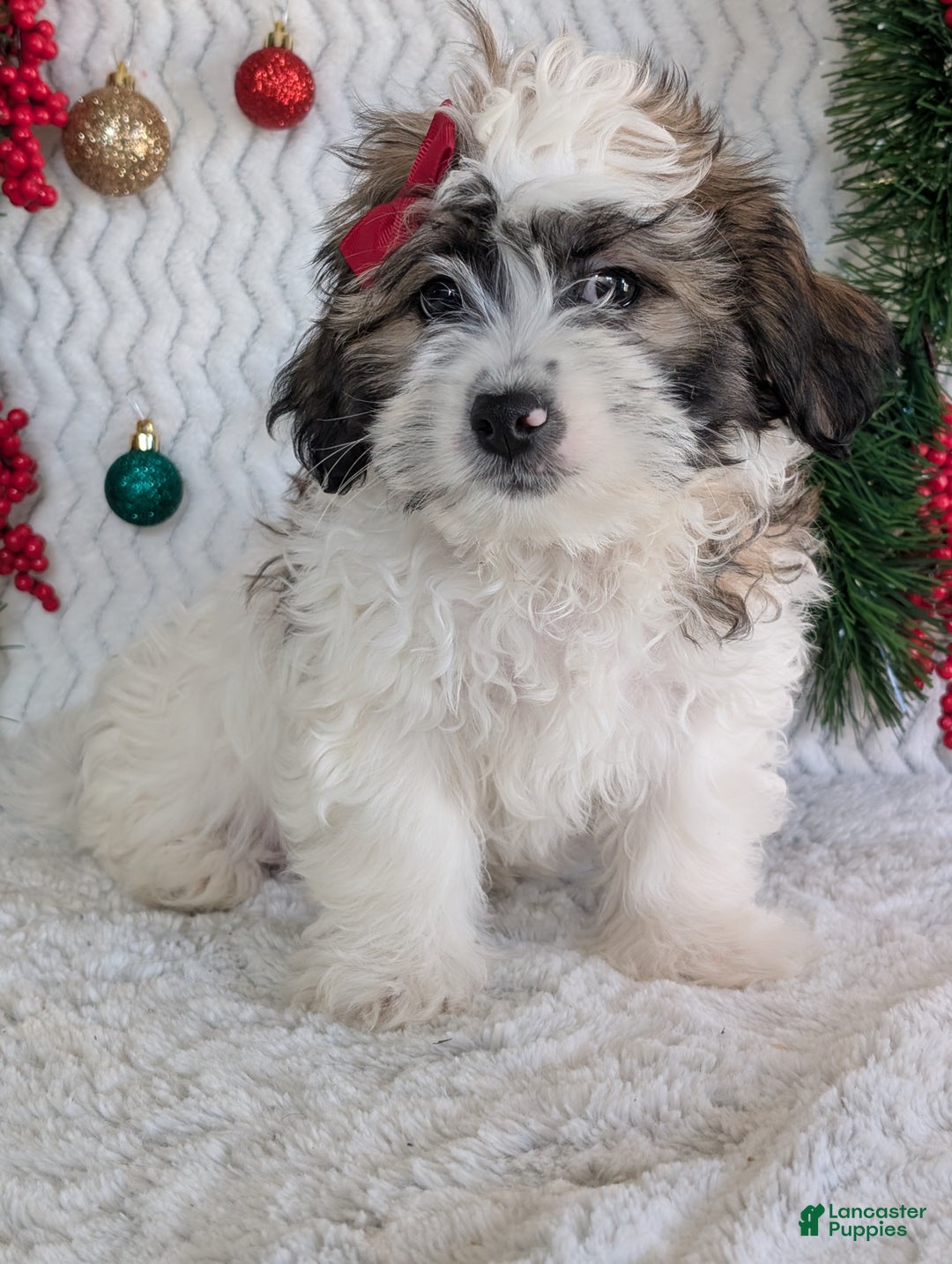 Teddy Bear dogs for sale: Jake - Ad 13