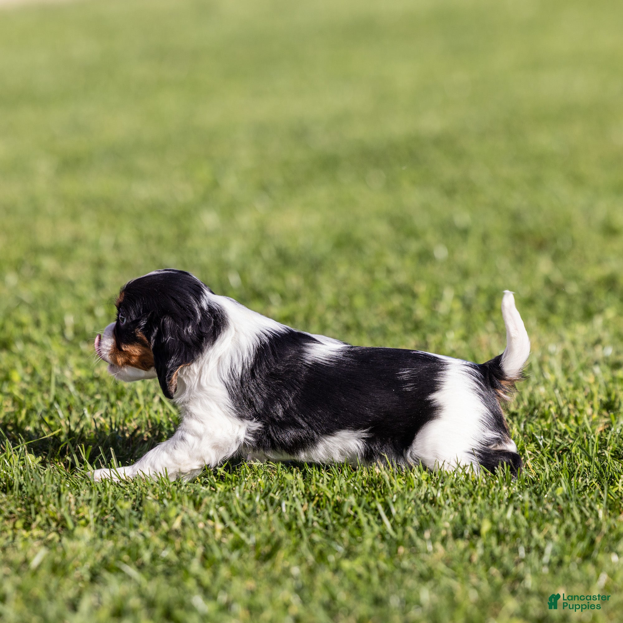 Cavalier King Charles Spaniel dogs Ezra - Ad 2