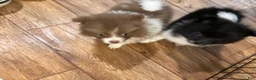 Pomeranian dogs for sale: Pomeranian 1 - Ad 3